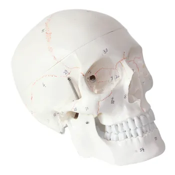 Анатомическая голова человека в натуральную величину 1: 1 Модель черепа в натуральную величину Учебные принадлежности для изучения