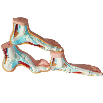Анатомическая модель свода стопы человека, нормальной стопы и плоскостопия, набор медицинских учебных ПОСОБИЙ для моделирования стопы из трех частей